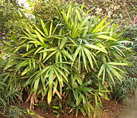 Rhapis excelsa