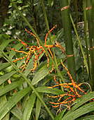 Chamaedorea tepejilote