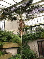 Howea forsteriana