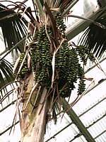 Howea forsteriana