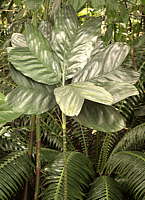 Chamaedorea metallica