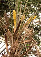 Phoenix reclinata flower