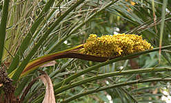 Phoenix roebelenii flower