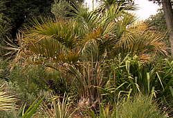 Butia capitata