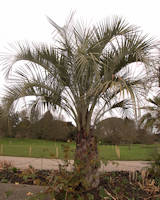 Butia capitata