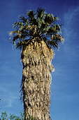 Washingtonia filifera