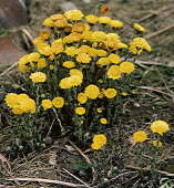 coltsfoot