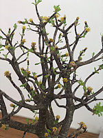 Othonna arbuscula