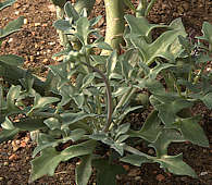 Senecio articulatus