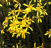 Senecio junceus