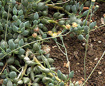 Senecio citriformis