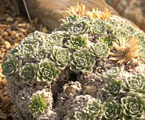 Helichrysum milfordiae