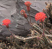 Senecio stapeliiformis