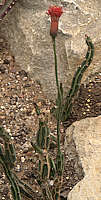 Senecio stapeliiformis ssp. minor