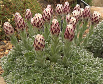 Helichrysum milfordiae