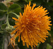 Dendroseris litoralis flower