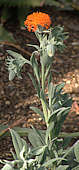 Senecio galpinii