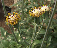 Senecio articulatus