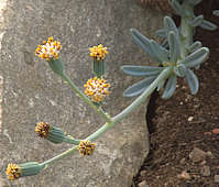 Senecio serpens