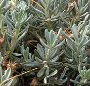 Senecio serpens