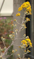 Senecio pyramidatus