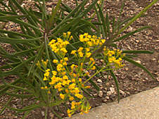 Senecio meuselii