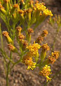 Senecio meuselii