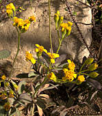 Senecio crassissimus