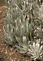 Senecio scaposus