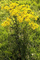 Ragwort