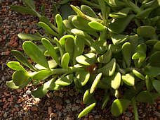 Senecio jacobsenii Syn. Kleinia petraea