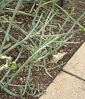 Senecio longiflorus ssp. scottii Syn. Kleinia scottii