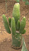 Senecio deflersii Syn. Kleinia obesa