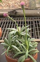 Senecio sempervivus