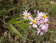 Tripolium pannonicum - Sea Aster