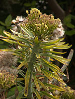 Senecio kleinia Syn. Kleinia nerifolia inflorescence