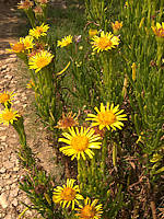 Limbarda crithmoides - Golden Samphire