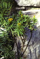 Senecio barbertonicus