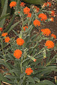 Senecio galpinii