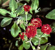 Senecio nyikensis