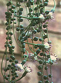 Senecio rowleyanus