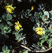 Senecio medleywoodii