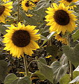 sunflowers