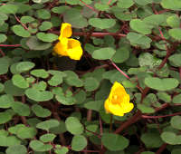 Impatiens repens