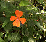 Impatiens hawkeri ?