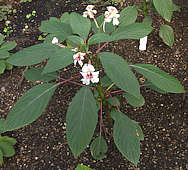 Impatiens grandis