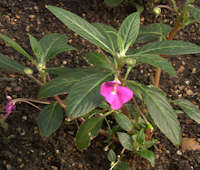 Impatiens irvingii