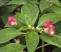 Impatiens bisaccata