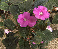 Impatiens substipulata