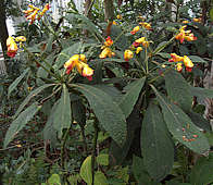 Impatiens balansae